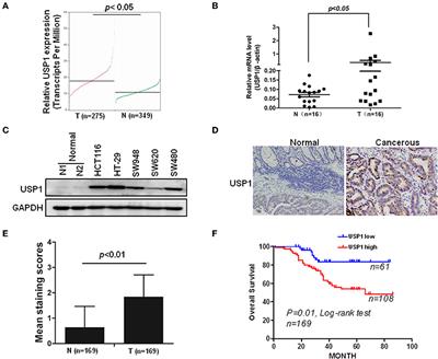 Inhibition of Ubiquitin Specific Protease 1 Sensitizes Colorectal Cancer Cells to DNA-Damaging Chemotherapeutics